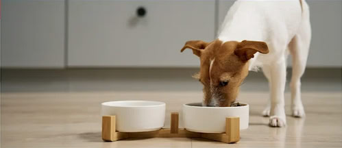 Гостра діарея у собак: коли бити на сполох і як правильно лікувати