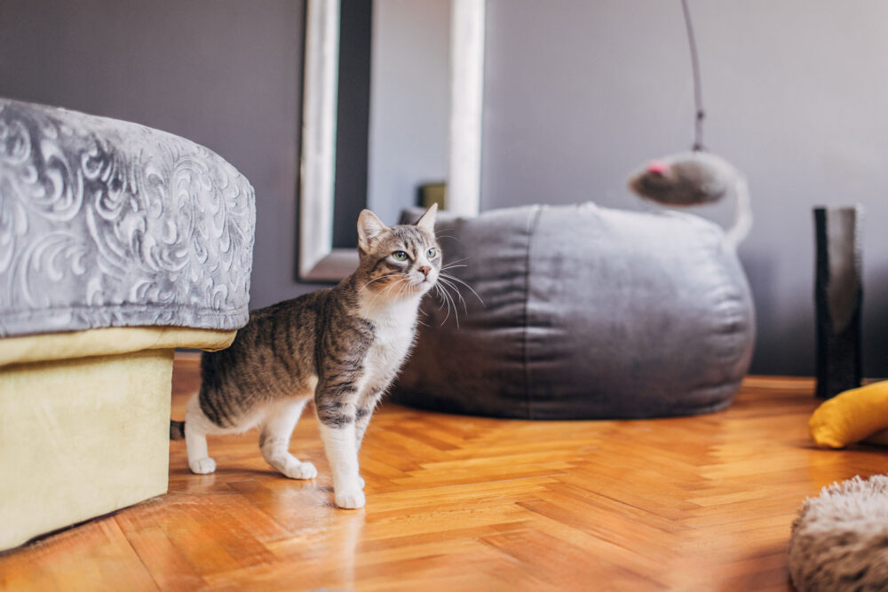 Як зрозуміти, що котику боляче: ознаки болю, які важливо помітити