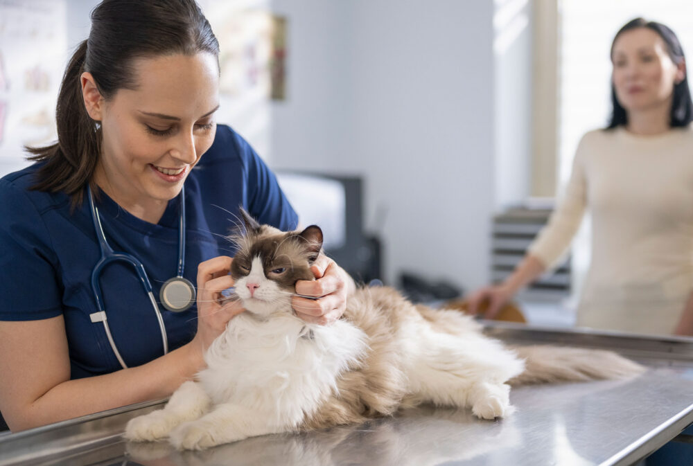 Як підготувати котика до візиту в ветеринарну клініку: практичні поради