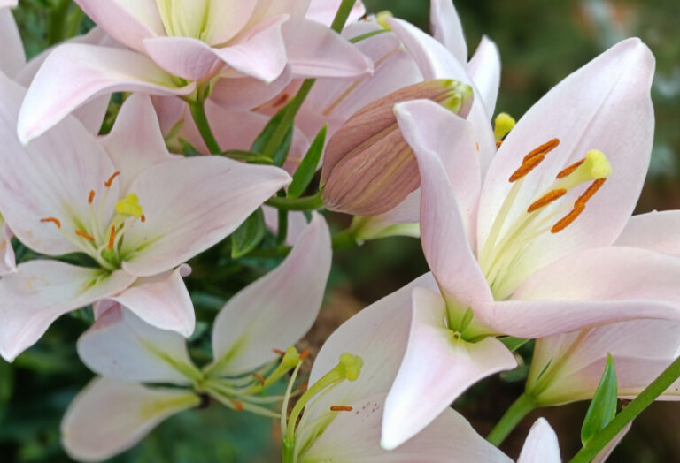 Весняні отрути для домашніх улюбленців: як захистити собаку та кота від небезпеки