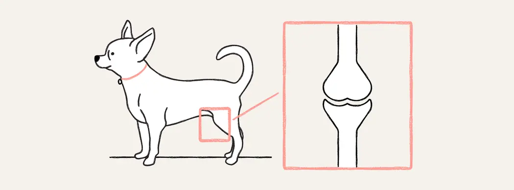 Вивих колінної чашечки у собак: що потрібно знати власнику